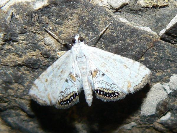 Cataclysta lemnata