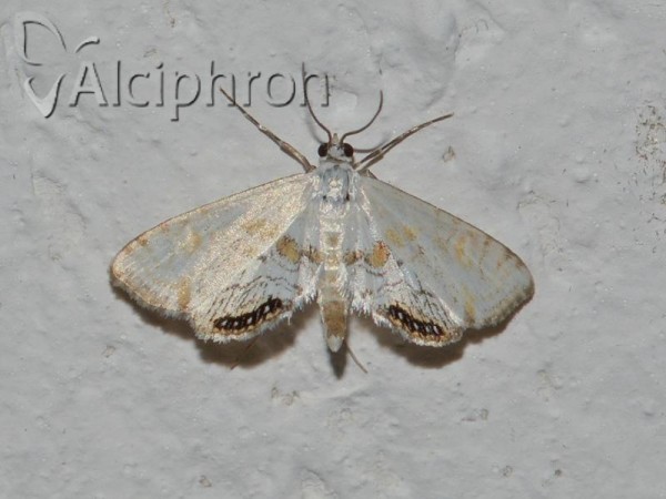 Cataclysta lemnata