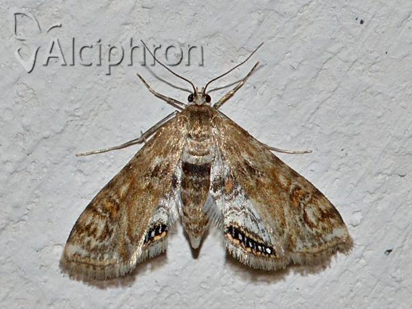 Cataclysta lemnata
