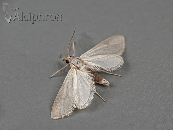 Acentria ephemerella