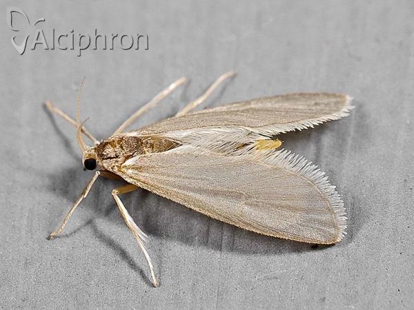 Acentria ephemerella