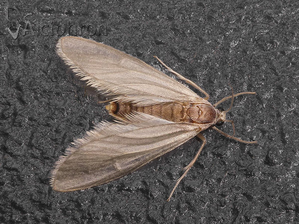 Acentria ephemerella