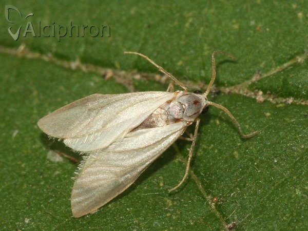 Acentria ephemerella