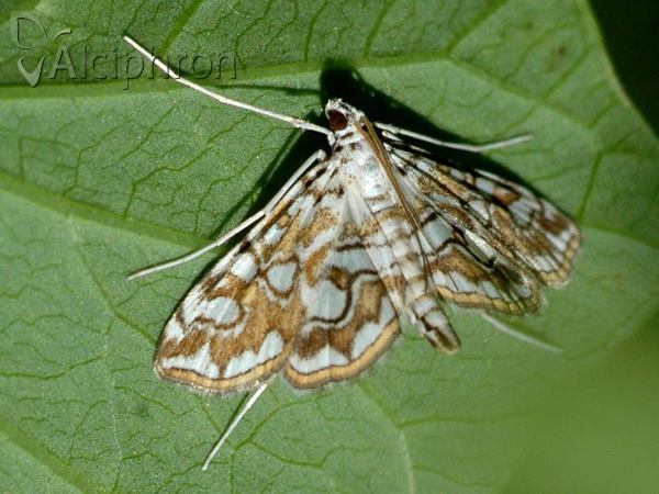 Elophila nymphaeata