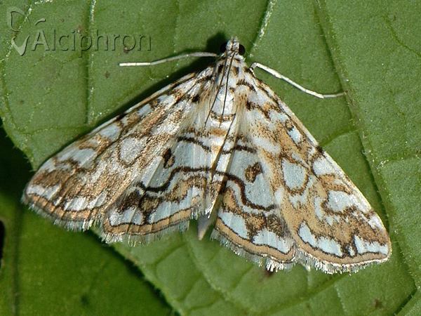 Elophila nymphaeata