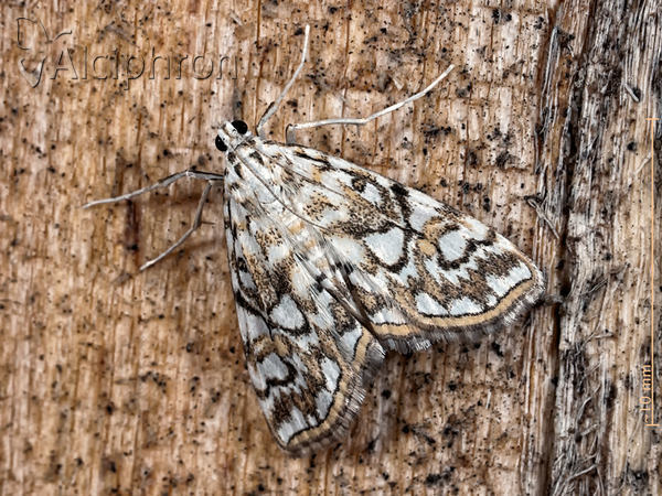 Elophila nymphaeata