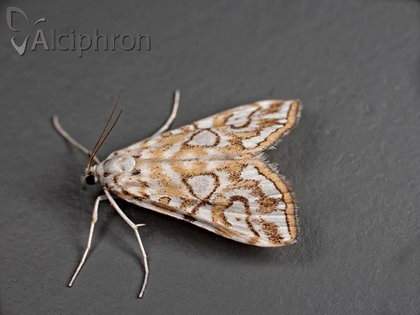 Elophila nymphaeata