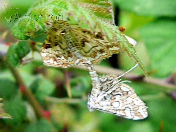 Elophila nymphaeata