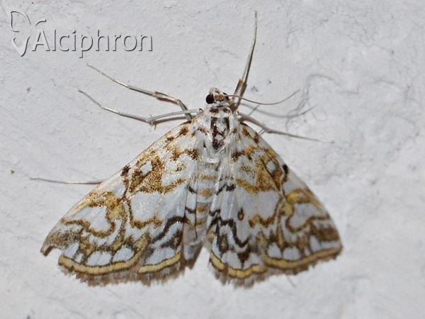 Elophila nymphaeata