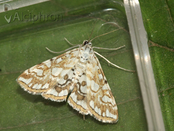 Elophila nymphaeata