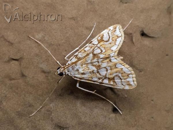 Elophila nymphaeata