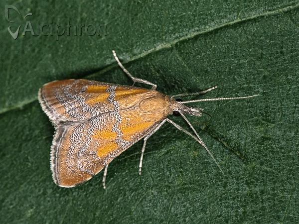 Hyperlais dulcinalis