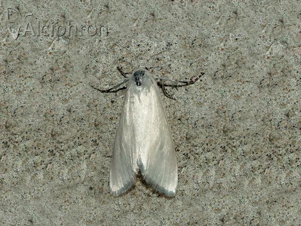 Scirpophaga praelata