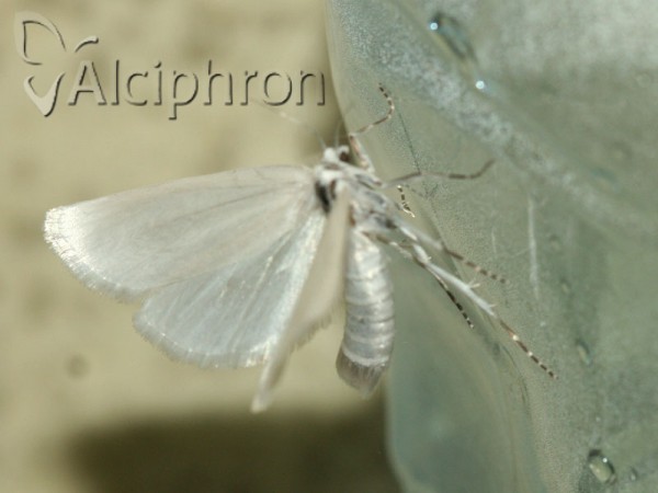 Scirpophaga praelata