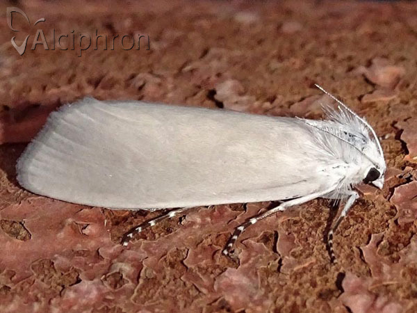 Scirpophaga praelata