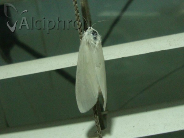 Scirpophaga praelata