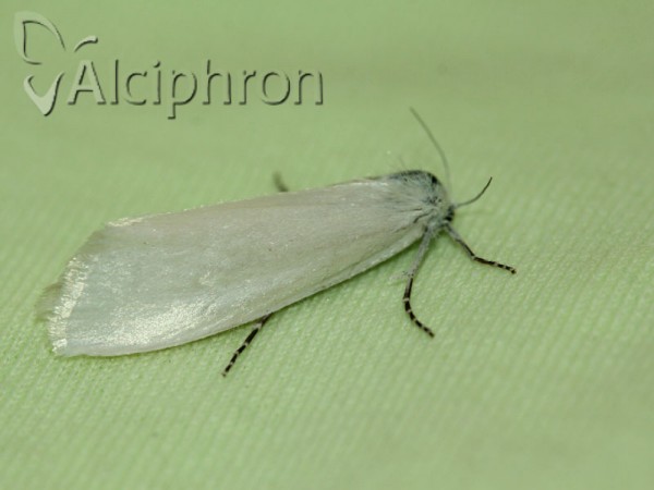 Scirpophaga praelata