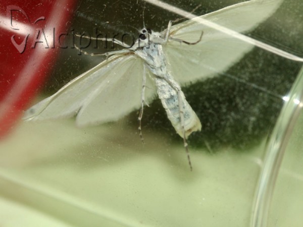 Scirpophaga praelata