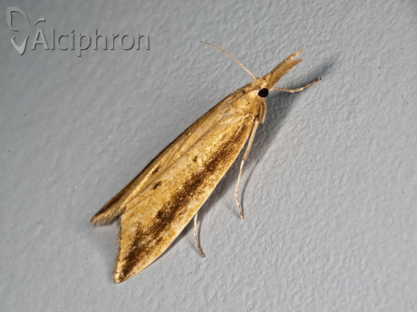Donacaula forficella