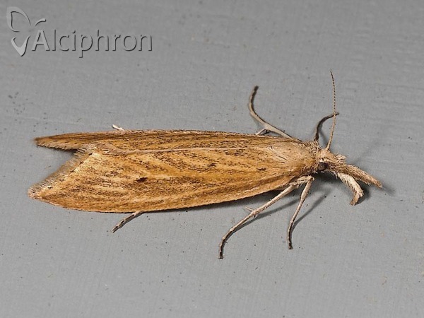Donacaula forficella