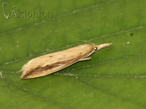Donacaula forficella
