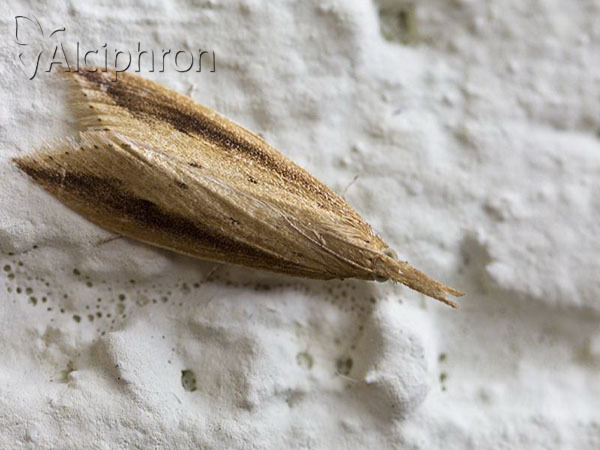 Donacaula forficella