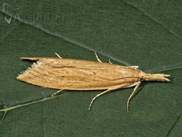Donacaula forficella
