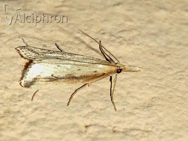 Donacaula forficella