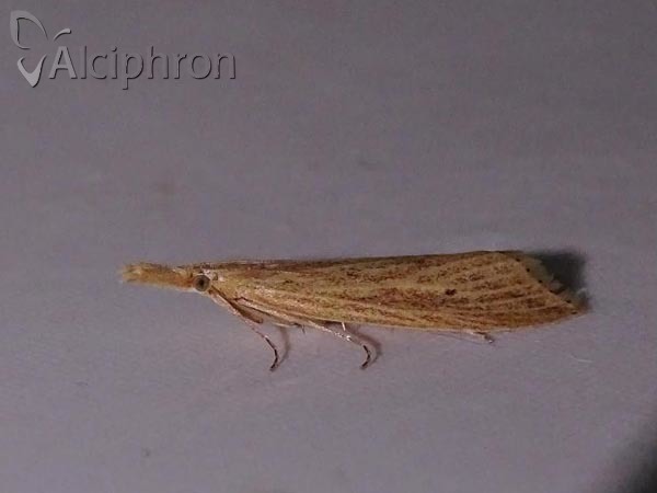 Donacaula forficella