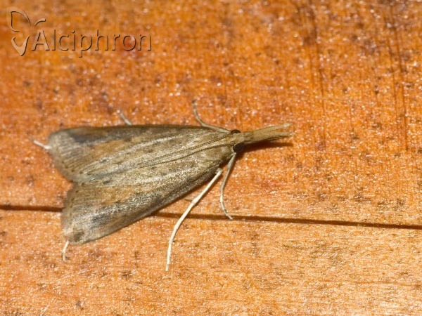 Schoenobius gigantella