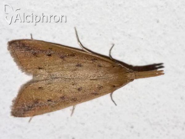 Schoenobius gigantella
