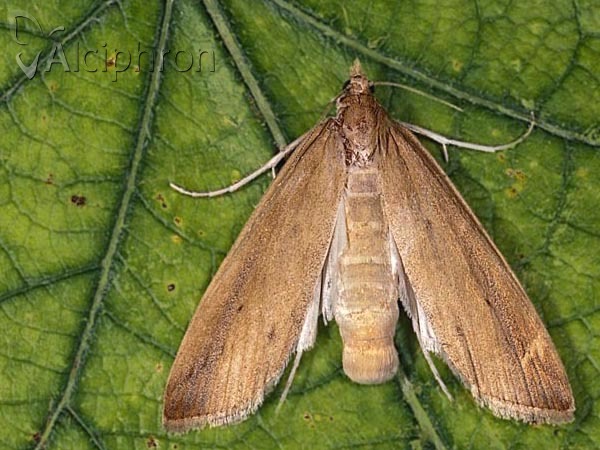 Schoenobius gigantella
