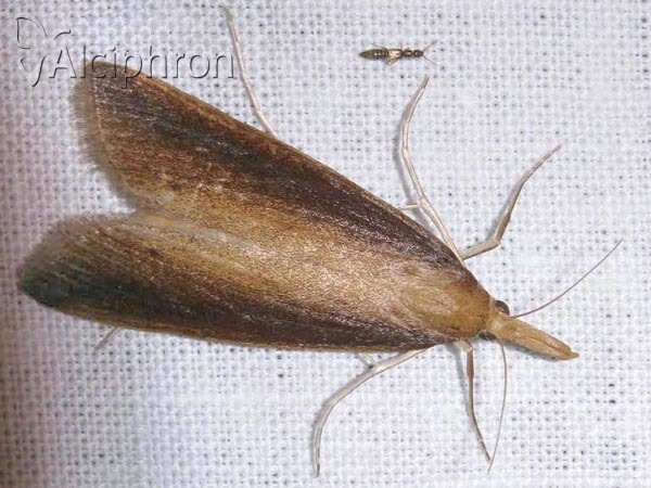 Schoenobius gigantella