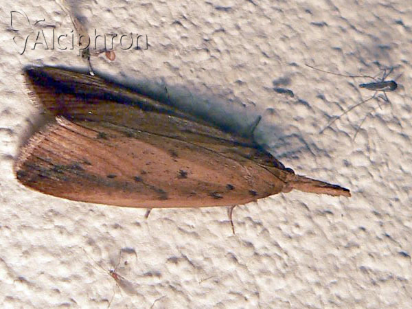 Schoenobius gigantella