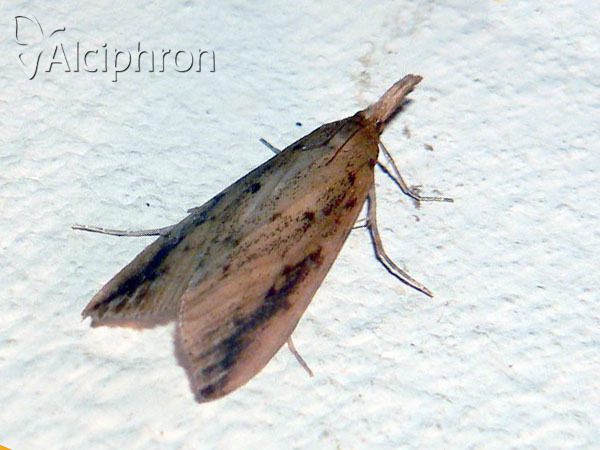 Schoenobius gigantella