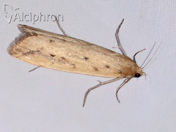 Schoenobius gigantella
