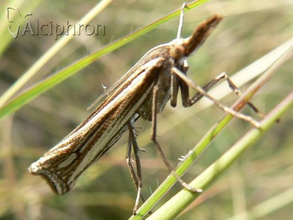 Ancylolomia tentaculella
