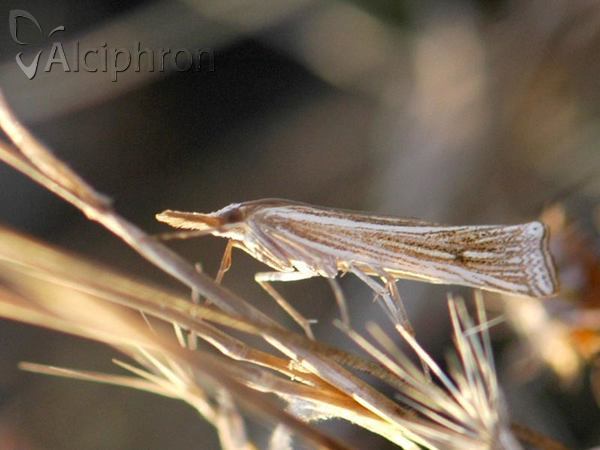 Ancylolomia tentaculella