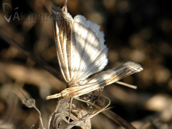 Ancylolomia tentaculella