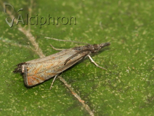 Platytes cerussella