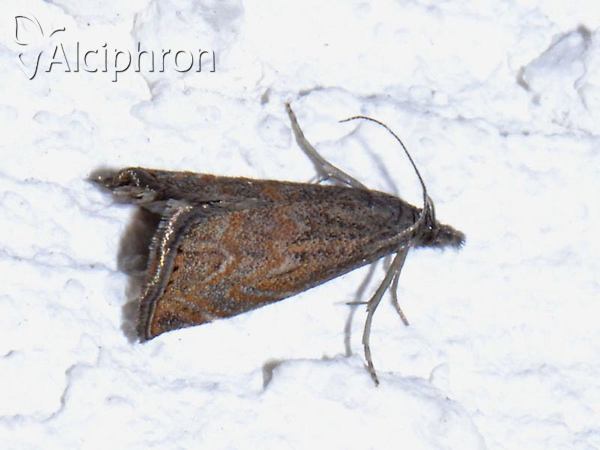 Platytes cerussella