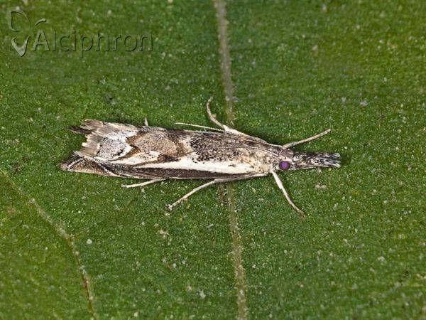 Platytes alpinella