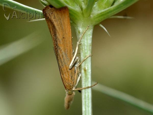 Pediasia luteella