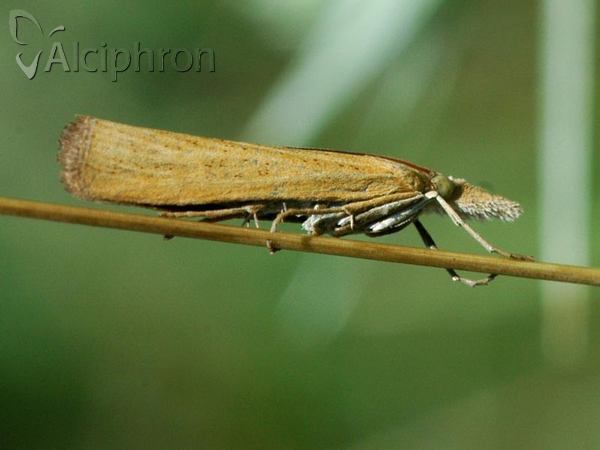 Pediasia luteella