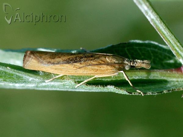 Pediasia luteella