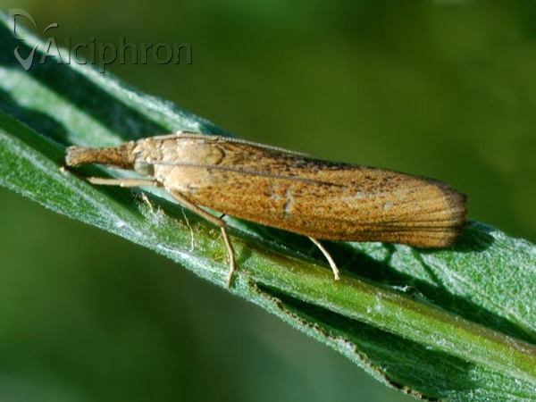 Pediasia luteella