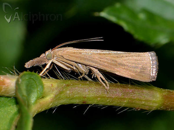 Pediasia luteella
