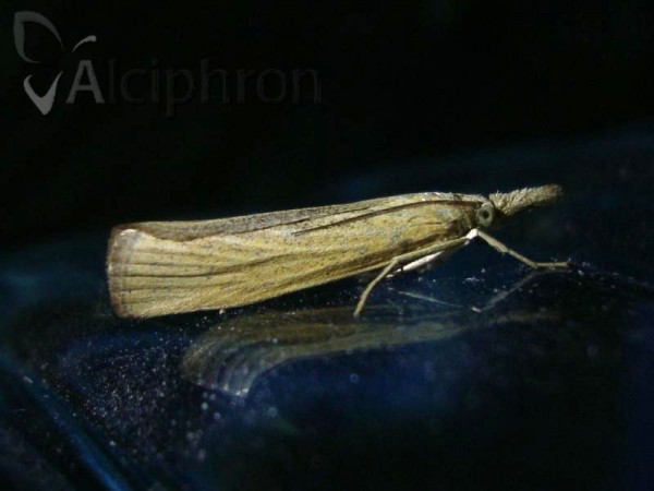 Pediasia luteella