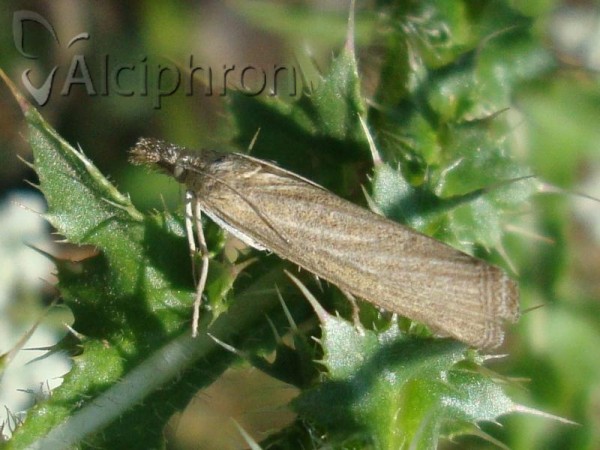 Pediasia luteella