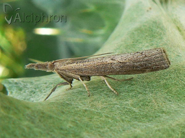 Pediasia contaminella